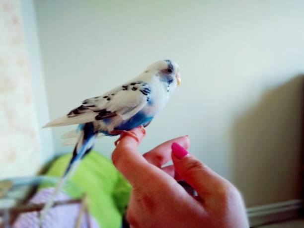 istock Male melopsittacus undulatus on a hand 1146827709