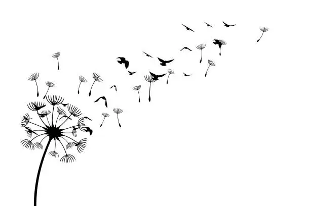 Vector illustration of Dandelion with flying birds and seeds. Vector isolated decoration element from scattered silhouettes. Conceptual illustration of freedom and serenity.