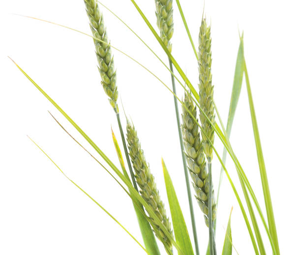 istock Bouquet of green wheat. 1146829454