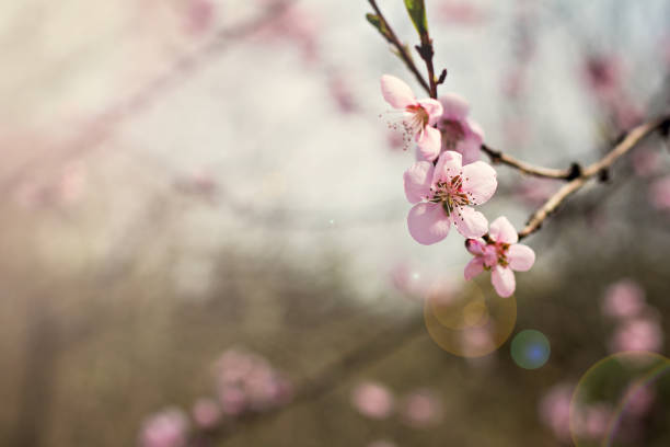 istock pink flowers on a twig of a flowering tree spring background. 1146829499
