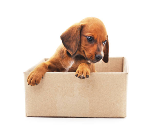 istock One little dog in the box. 1146829522