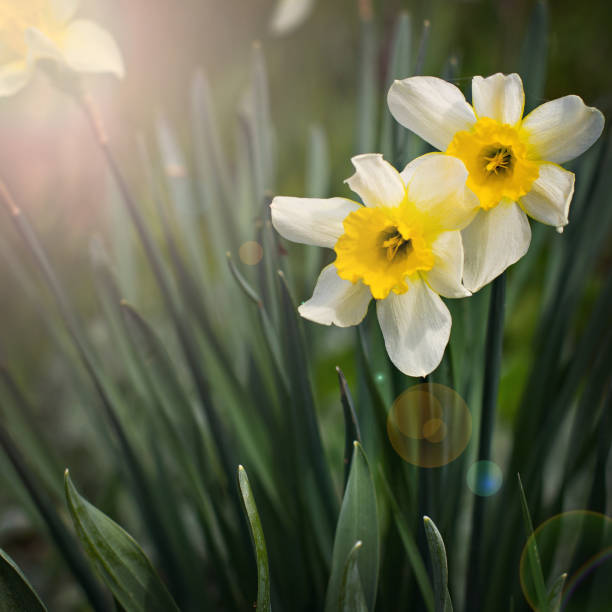 istock Flowers of the daffodils in the spring. 1146830152