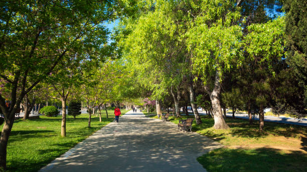 istock Alley in the spring green city park 1146830190