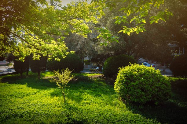 istock Green areas in the spring city park 1146830348
