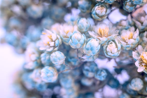 istock Small blue flowers close-up on a white background, spring flowers. 1146831541