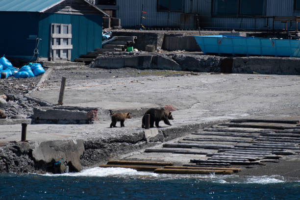 Brown bears, parent and child, Shiretoko peninsula, Hokkaido, Japan There live many Brown bears in Shiretoko península. They can be seen from cruise boat starting from Utoro port. shiretoko mountains stock pictures, royalty-free photos & images