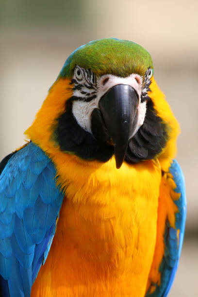 istock Close-up image blue and yellow macaw parrot from Brazil Amazon rainforest, wild bird photographed looking at camera, multi coloured gold and blue macaws (Ara ararauna) green feathers head, eyes, beak, face and head detail, cage and aviary pet parrot bird 1146832507