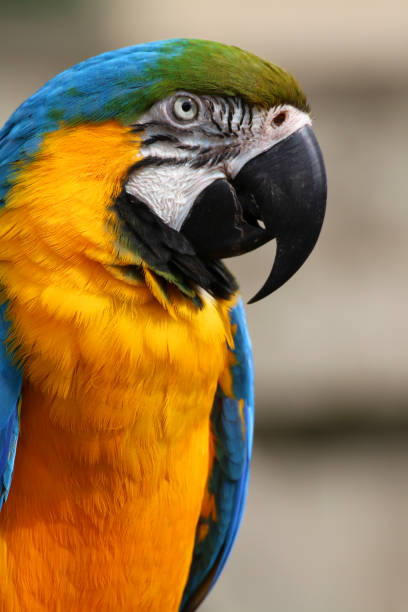 istock Close-up image blue and yellow macaw parrot from Brazil Amazon rainforest, wild bird photographed looking sideways, side profile, multi coloured gold and blue macaws (Ara ararauna) green feathers head, eyes, beak, face and head detail, cage and aviary 1146832511