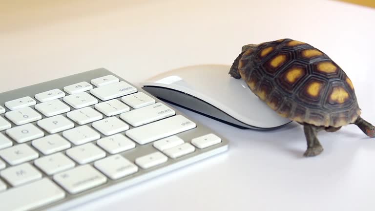 1,000+ Animated Turtle Stock Videos and Royalty-Free Footage - iStock