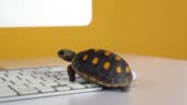 Turtle On Computer With Keyboard And Wireless Mouse Slow Internet Slow ...