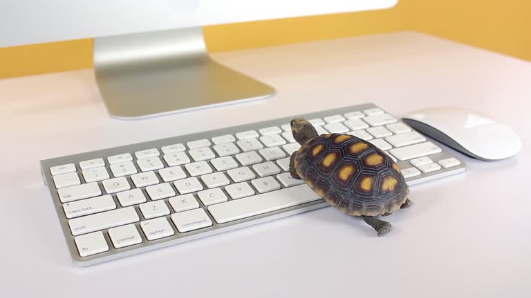 1,000+ Animated Turtle Stock Videos and Royalty-Free Footage - iStock