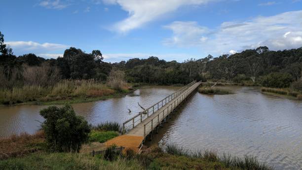 istock Sale wetlands, walk bridge, Victoria 1146834381