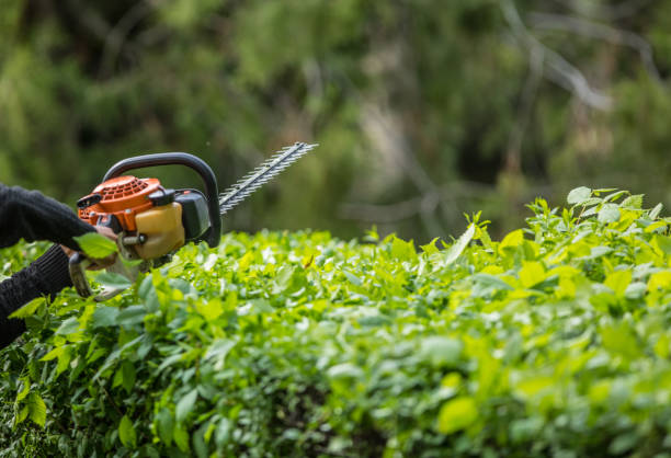 istock mowing trimmer - worker cutting grass in green yard 1146834405