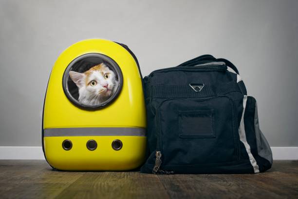 Tabby cat looking curious out of a backpack carrier next to a travelling bag.