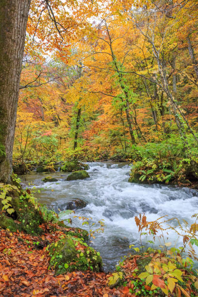 istock Oirase Stream in autumn - Towada, Aomori, Japan 1146836178