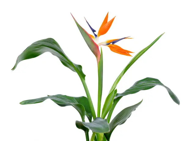 Strelitzia reginae, bird of paradise flower with green leaves isolated on a white background.