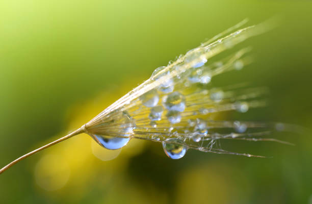 istock Abstract macro photo of dandelion seed with water drops. 1146836538