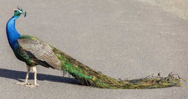 istock Male blue or Indian peafowl (Pavo cristatus) with a collapsed tail. 1146836564