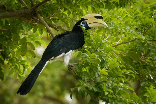 Oriental Pied-Hornbill - Anthracoceros albirostris large canopy-dwelling bird belonging to the Bucerotidae. Other common names are sunda pied hornbill (convexus) and Malaysian pied hornbill.