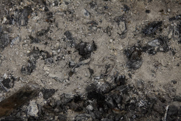 istock ash, close up of ash , background, isolated and textured 1146839255