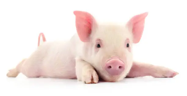 Small pink pig isolated on white background.