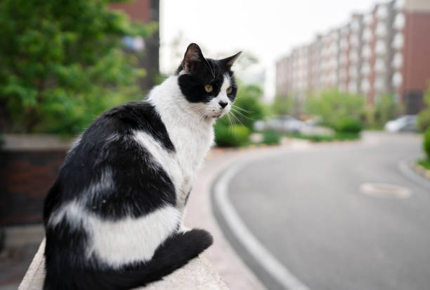 black and white cat in residential district
