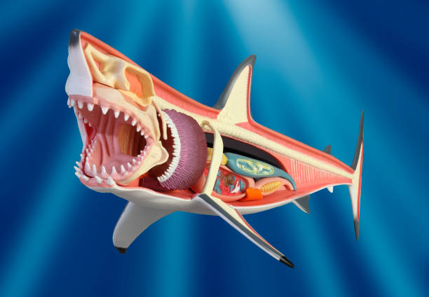 istock Anatomy of a shark 1146839711