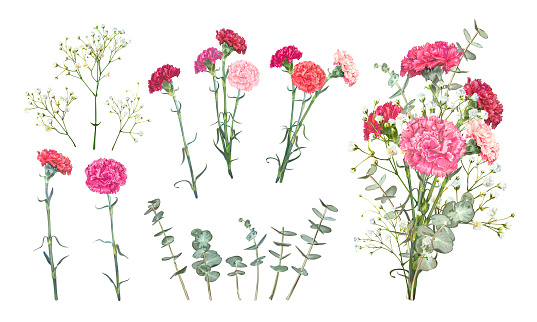 Set floral vectors elements for bouquet design. Red and pink carnations, tender white Gypsophila, leaves of Eucalyptus Baby Blue Spiral. Bunch with carnations is a symbol of Mothers day Holiday