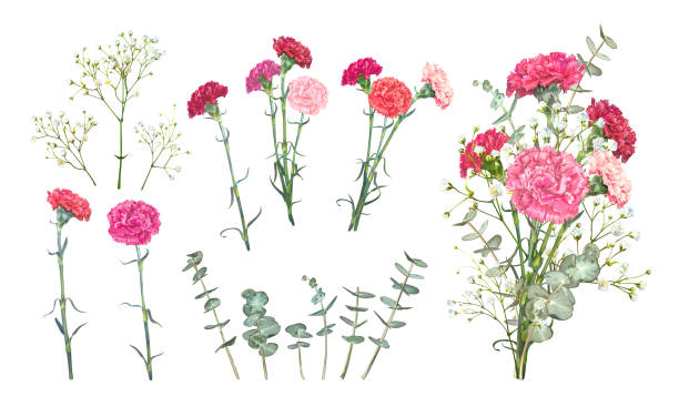 Set Carnation flowers Set floral vectors elements for bouquet design. Red and pink carnations, tender white Gypsophila, leaves of Eucalyptus Baby Blue Spiral. Bunch with carnations is a symbol of Mothers day Holiday carnation flower stock illustrations