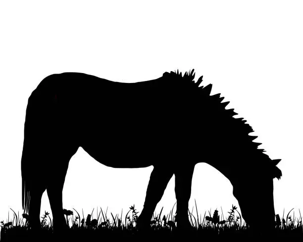 Vector illustration of Pony grazing