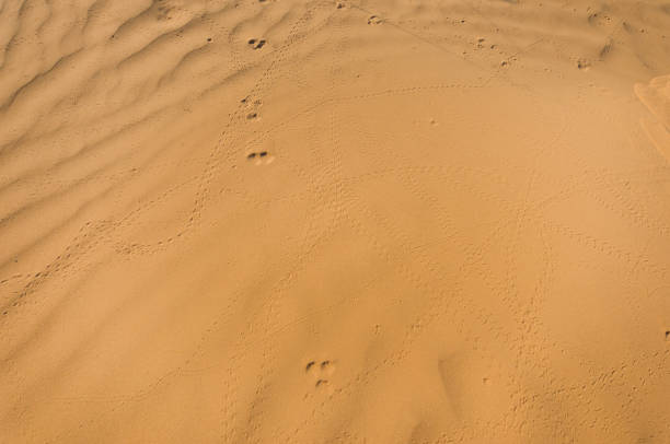 istock Human footprints in the sand in the desert 1146841853
