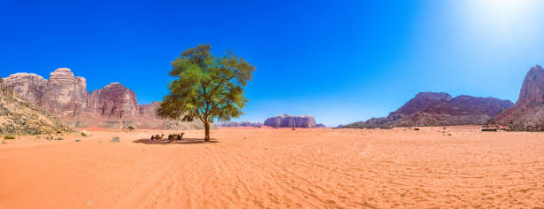 wadi rum wüste in jordanien - jordan camel wadi rum arabia stock-fotos und bilder