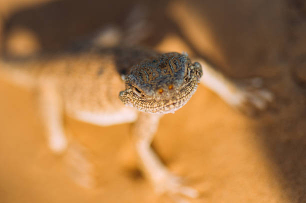 istock Lizard on the sand in the desert close up 1146843034