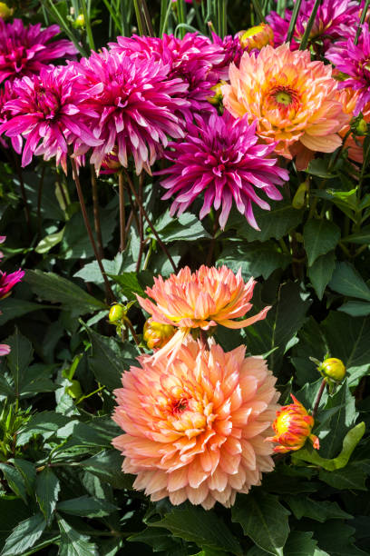 istock Big beautiful flower 1146844581