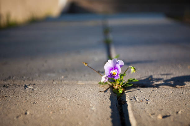 violet flower growing in between stone paving - harsh conditions imagens e fotografias de stock