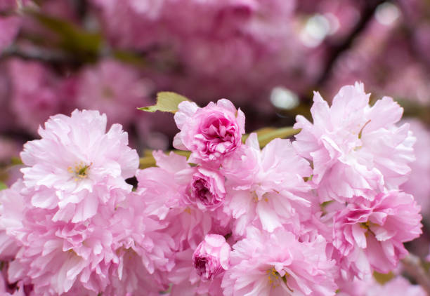 istock Sakura tree flower blossom in garden on the blurred beautiful  background 1146845004