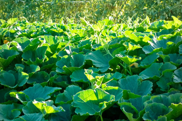 istock Glossy green pumpkin leaves 1146851151