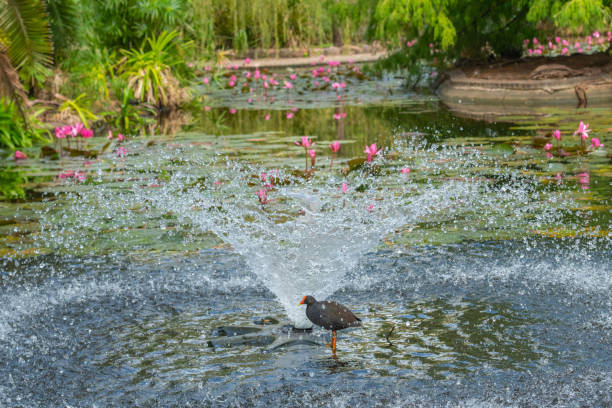 istock Common Moorhen Gallinula chloropus standing under fountain 1146852798
