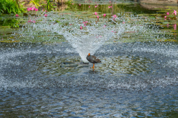 istock Common Moorhen Gallinula chloropus standing under water 1146852857