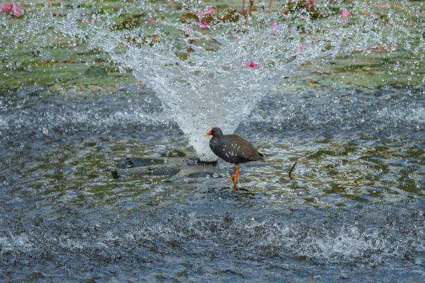 istock Common Moorhen Gallinula chloropus standing under water 1146853233