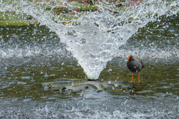 istock Common Moorhen Gallinula chloropus 1146853248