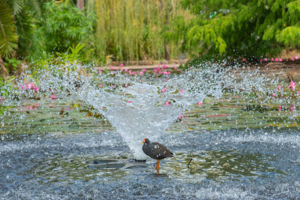 istock Common Moorhen Gallinula chloropus standing under water 1146853271