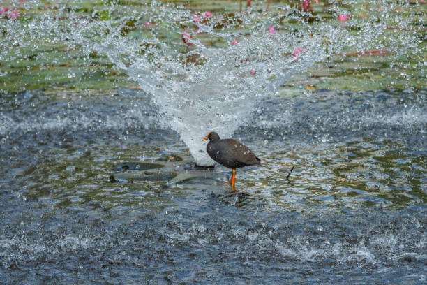 istock Common Moorhen Gallinula chloropus standing under water 1146853372