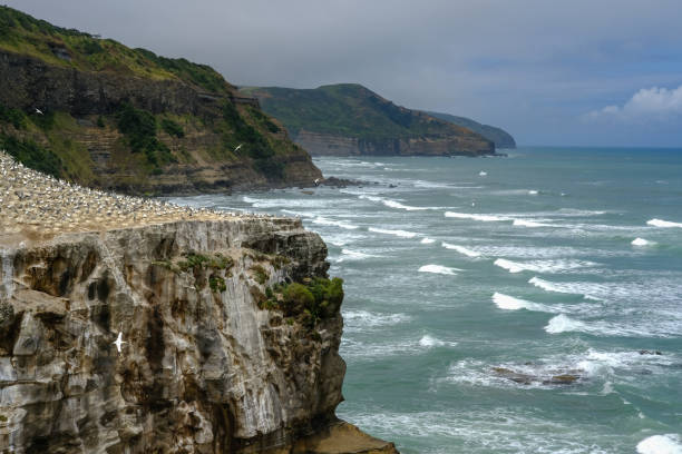 murawai beach, auckland, nova zelândia - murawai beach - fotografias e filmes do acervo