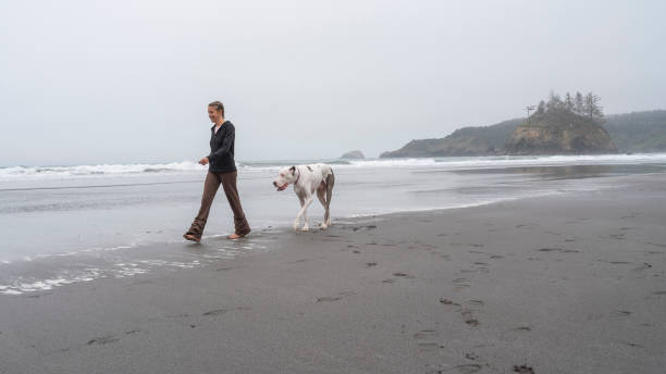 la madura, de 40 años de edad, mujer blanca-caucásica que camina su perro grande en la playa del océano pacífico en el día de niebla. trinidad, california, costa oeste de estados unidos. - 35 40 years fotografías e imágenes de stock