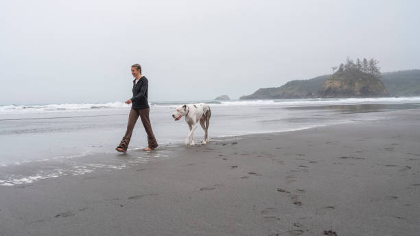 the mature, 40-years-old, caucasian-white woman walking her big dog on the beach of the pacific ocean in the foggy day. trinidad, california, west coast of united states. - 35 40 years fotos imagens e fotografias de stock