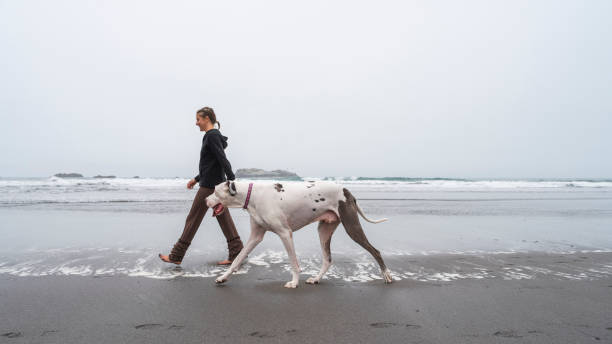 the mature, 40-years-old, caucasian-white woman walking her big dog on the beach of the pacific ocean in the foggy day. trinidad, california, west coast of united states. - 35 40 years fotos imagens e fotografias de stock