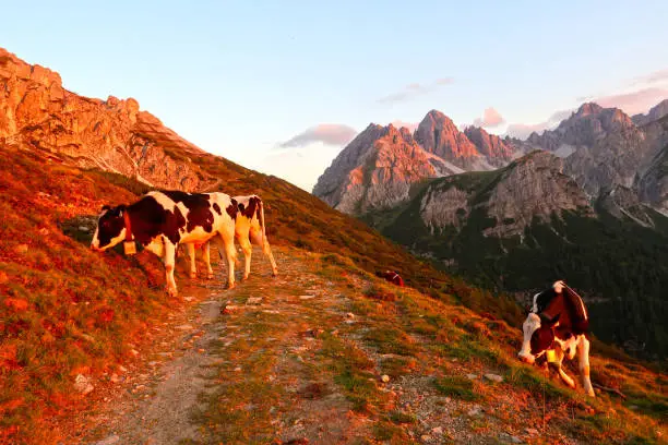 Photo of Cows in mountains in Innbruck, Austrlia