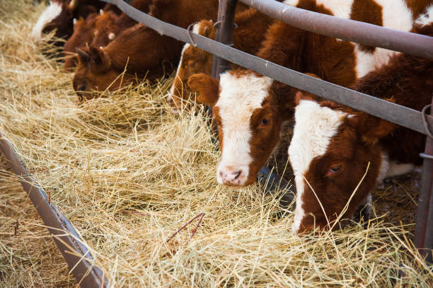 istock Cows in a farm. Dairy cows 1146858179