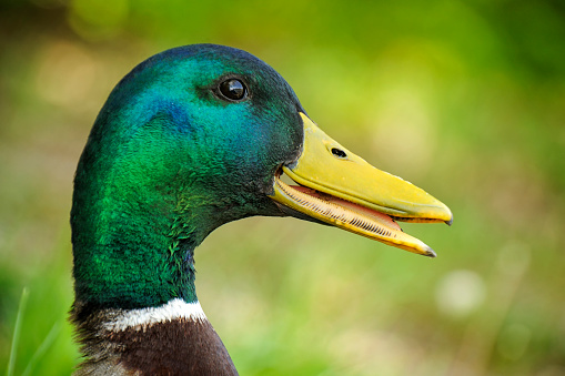 The beauty of this male mallard is unsurpassed. The duck proudly looks into the distance in the green of spring.
